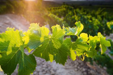 La Rioja (İspanya mahzeninde)