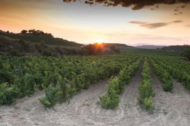 Vineyard at La Rioja (Spain) clipart