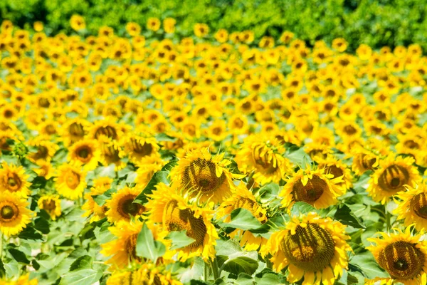 Field of sunflowers, Spain — Stock Photo, Image