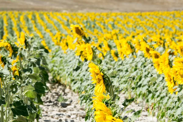 Campo de girasoles, España — Foto de Stock