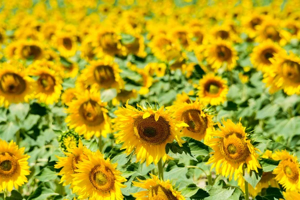 Field of sunflowers, Spain — Stock Photo, Image