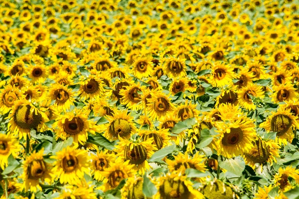 Field of sunflowers, Spain — Stock Photo, Image
