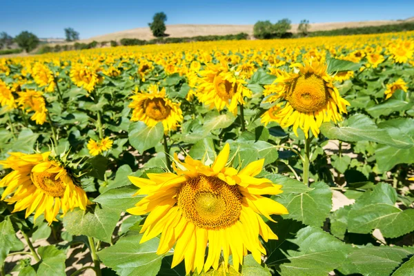 Field of sunflowers, Spain — Stock Photo, Image