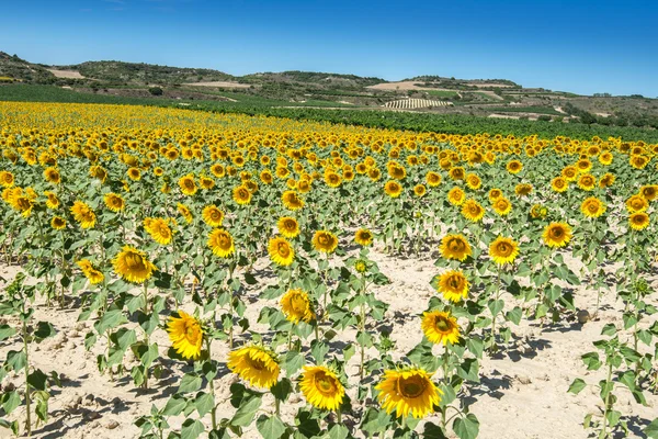 Field of sunflowers, Spain — Stock Photo, Image