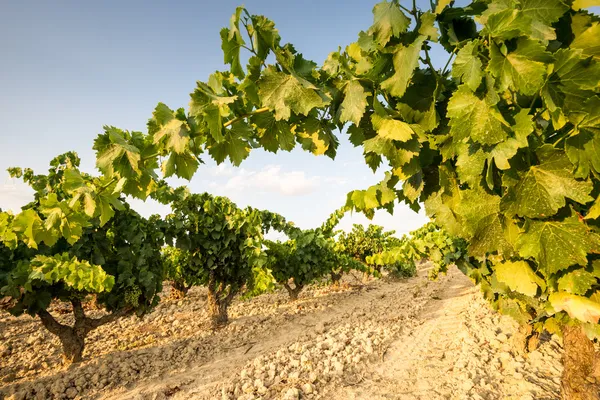 Vinice v La Rioja (Španělsko) — Stock fotografie