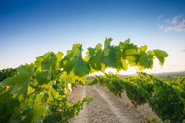 A(z) La Rioja (spanyol Vineyard) — Stock Fotó