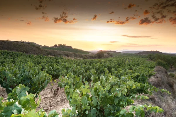 Weinberg bei Sonnenuntergang, la rioja (Spanien)) — Stockfoto