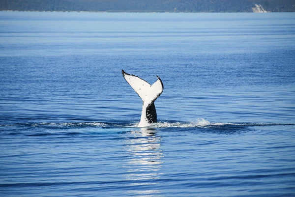 Baleia jubarte em Hervey Bay, Queensland (Austrália ) — Fotografia de Stock