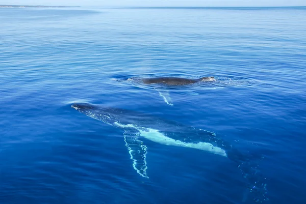 Горбатих китів в Херві Бей, Квінсленд, Австралія — стокове фото