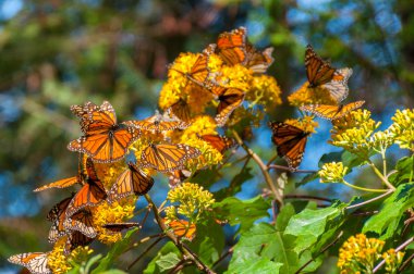 Monarch kelebek biyosfer rezervi, michoacan (Meksika)
