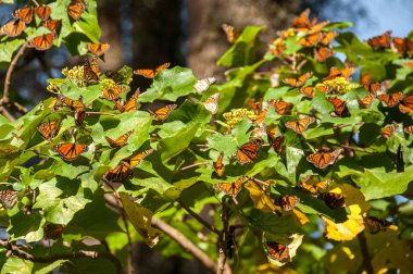 Monarch kelebek biyosfer rezervi, michoacan (Meksika)