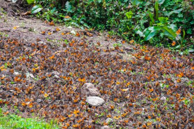 Monarch kelebek biyosfer rezervi, michoacan (Meksika)