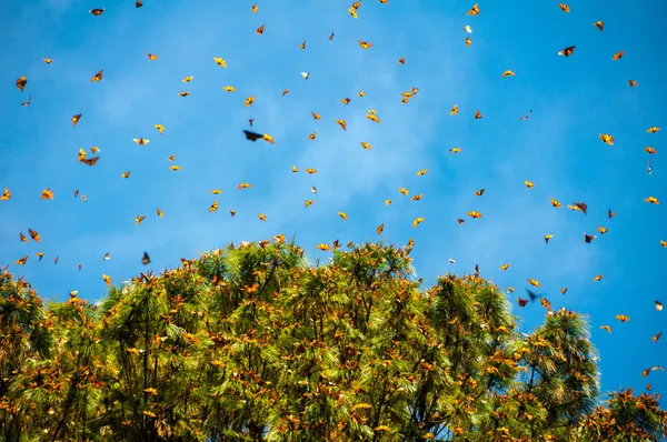 Monarch Butterfly Biosphere Reserve, Michoacan (Mexico) — Stock Photo, Image