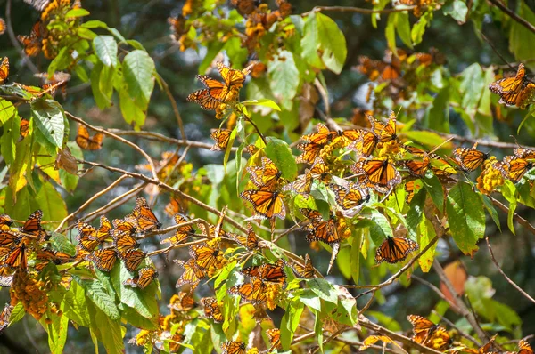 Πεταλούδα μονάρχης της βιόσφαιρας, michoacan (Μεξικό) — Φωτογραφία Αρχείου