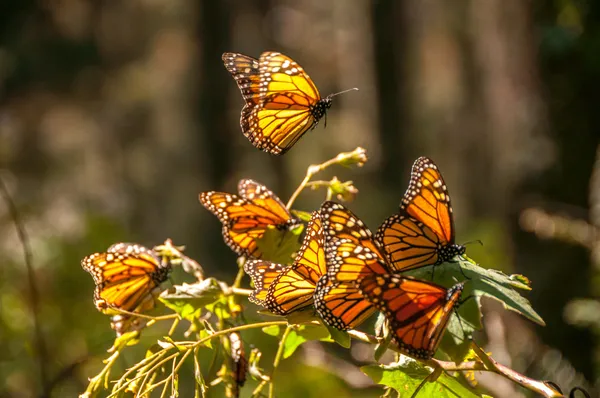 Monarkfjärilen biosfärområde, michoacan (Mexiko) Stockbild