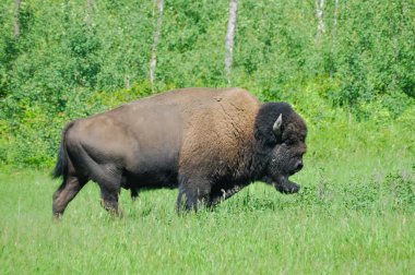 ovalar bison geyik Adası Ulusal Parkı Alberta, Kanada