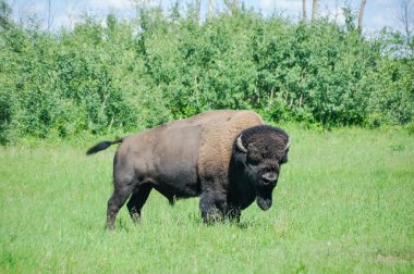 ovalar bison geyik Adası Ulusal Parkı Alberta, Kanada