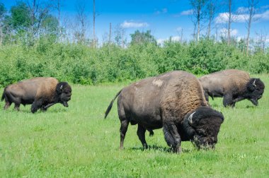 Herd of plains bison, Elk Island National Park, Alberta, Canada clipart