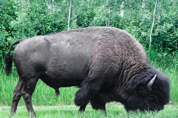 Bisonte-das-planícies do Parque Nacional Elk Island em Alberta, Canadá — Fotografia de Stock