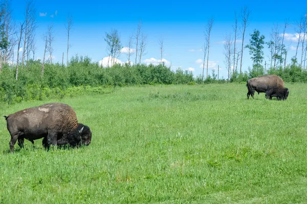 Mandria di bisonte delle grandi pianure, elk island national park, alberta, canada — Foto Stock