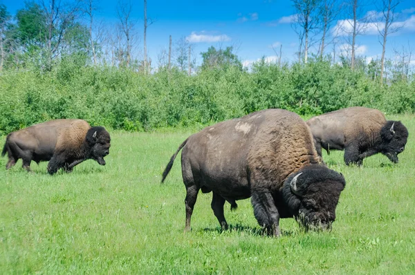 Herd of plains bison, Elk Island National Park, Alberta, Canadá — Fotografia de Stock