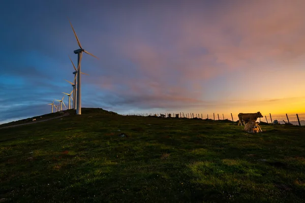 Cows Wind Turbines Farm Sunrise Oiz Mountain Basque Country Spain — Stock Photo, Image