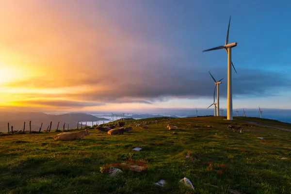 Kühe Und Windkraftanlagen Sonnenaufgang Oiz Gebirge Baskenland Spanien — Stockfoto