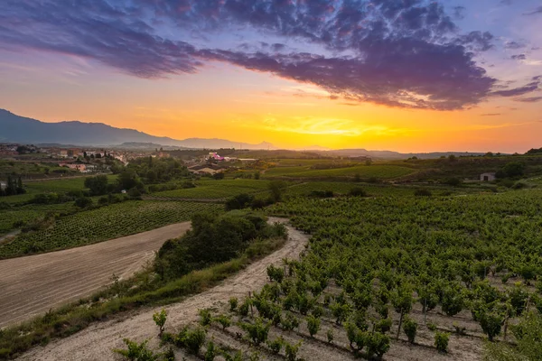 Wijngaarden Stad Elciego Bij Zonsopgang Rioja Alavesa Spanje — Stockfoto