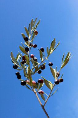 siyah zeytin ağacı