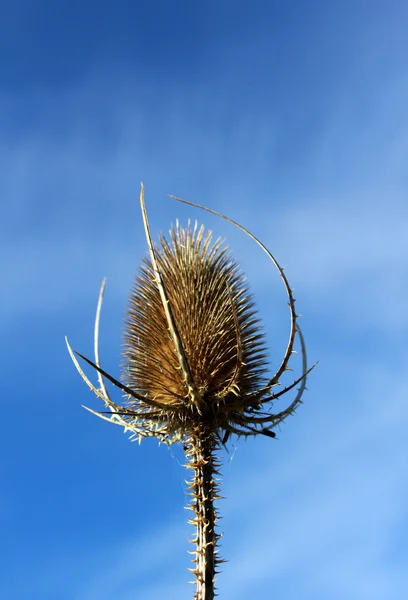 Fiore di cardo secco — Foto Stock