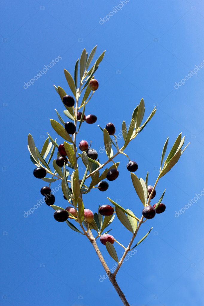 Black Olive tree Stock Photo by ©312010 16489133