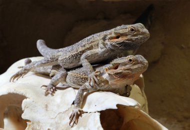 bartagame - sakallı Ejder