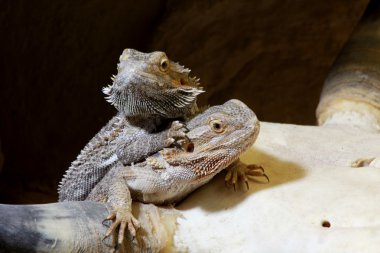 bartagame - sakallı Ejder