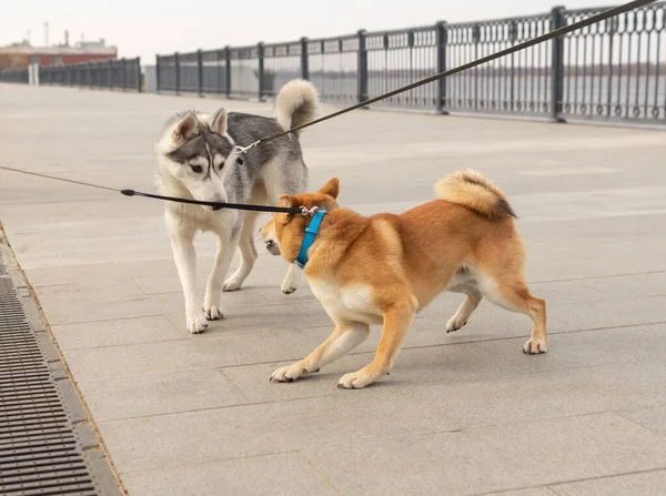 歩きながら2匹の犬の出会い — ストック写真