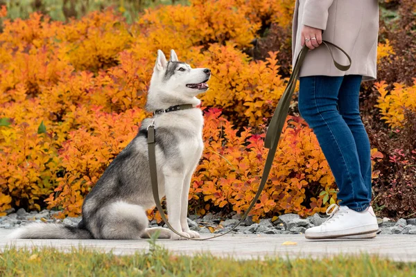 秋の紅葉を背景に飼い主の隣にいるハスキー犬 — ストック写真