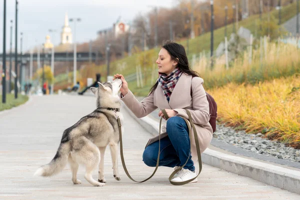 秋の公園で若い女性がハスキー犬を訓練し — ストック写真