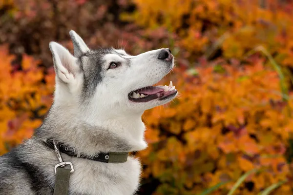 Portrait Husky Dog Background Autumn Foliage — Stock Photo, Image