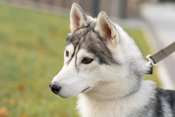 かわいいハスキー犬の肖像画クローズアップ — ストック写真