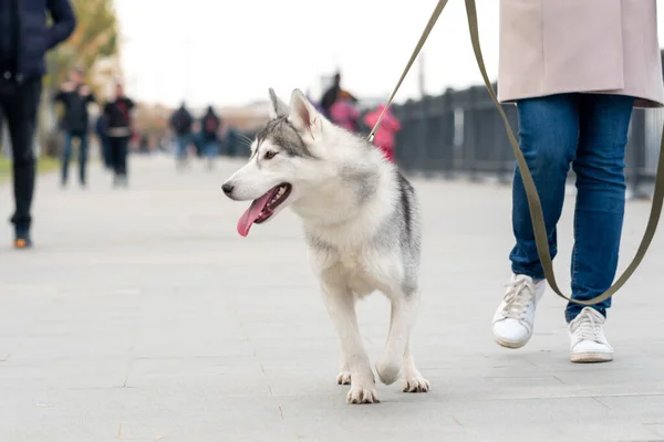 秋の日に堤防沿いのオーナーと一緒に歩くハスキー犬 — ストック写真