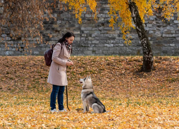 秋の公園で若い女性がハスキー犬を訓練し — ストック写真