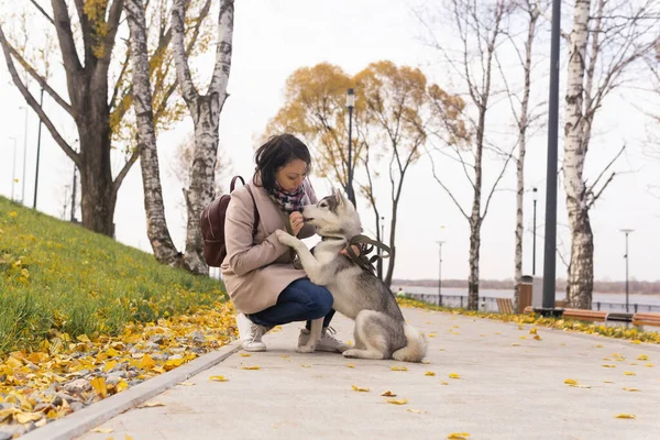 若い女性は秋の海岸公園でハスキー犬を訓練し — ストック写真