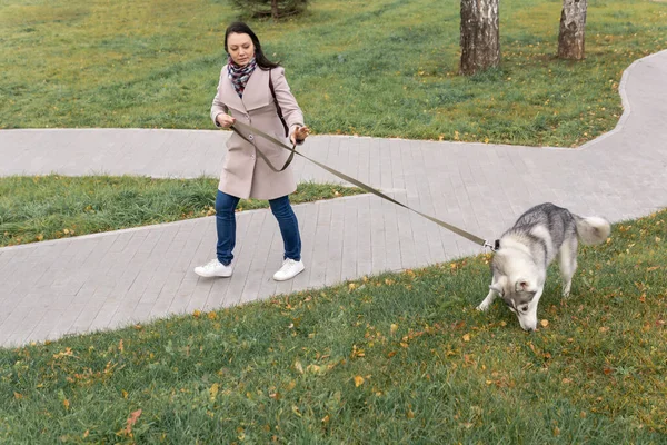 芝生の上で何かを見つけたハスキー犬と歩く若い女性 — ストック写真