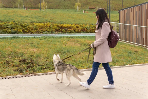 秋の公園を歩いているハスキー犬の女性 — ストック写真