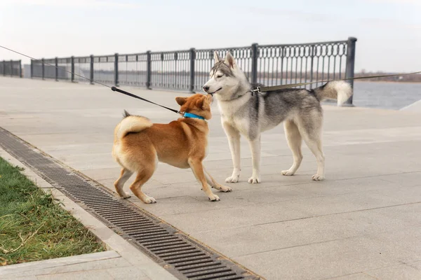 歩きながら2匹の犬の出会い — ストック写真