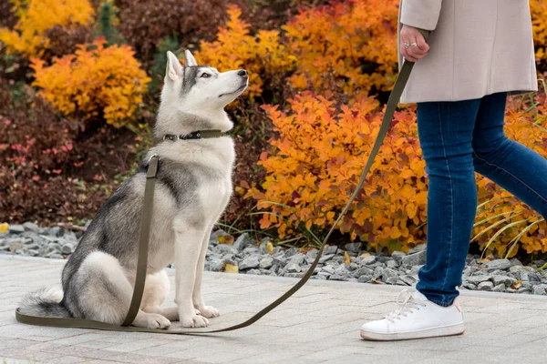 秋の紅葉を背景に飼い主の隣にいるハスキー犬 — ストック写真