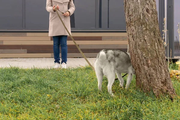 国内のハスキー犬は歩きながら木に印を付ける準備をしています — ストック写真