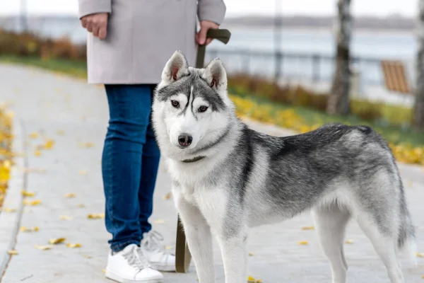 秋の日に屋外のオーナーと一緒に歩くハスキー犬 — ストック写真