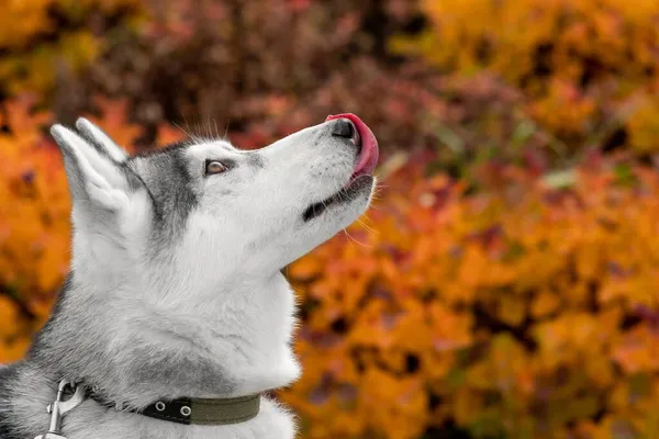 秋の紅葉を背景にした犬の肖像画 — ストック写真