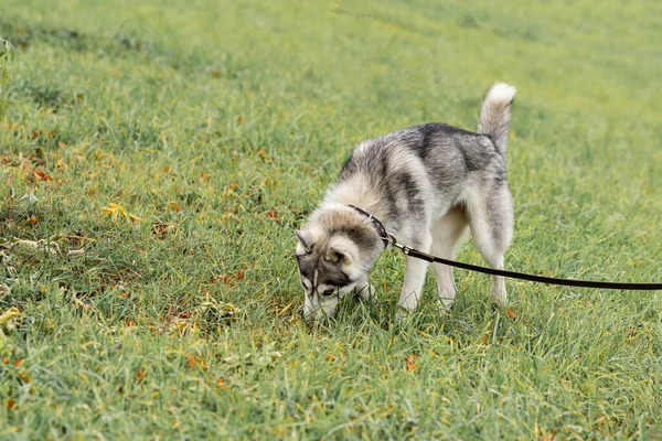 Хаскі Собака Повідку Копає Дірки Газоні — стокове фото