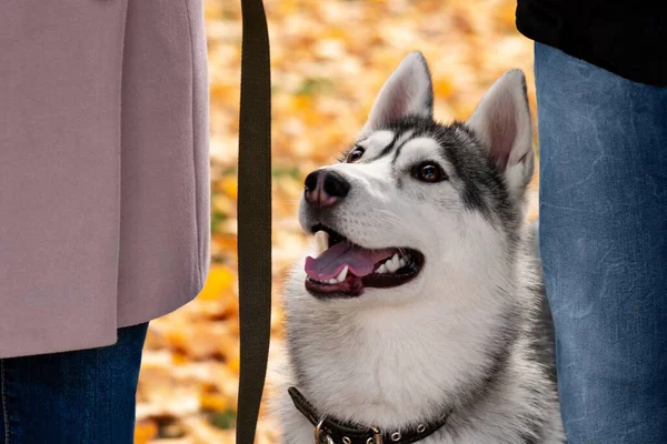 Portré Husky Kutya Között Tulajdonosai Hátterében Fényes Őszi Lombozat — Stock Fotó